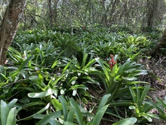 Billbergia amoena