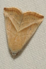 Eublemma recta