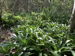 Billbergia amoena