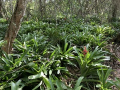 Billbergia amoena