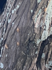 Amphipsalta