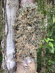 Pseudocyphellaria carpoloma