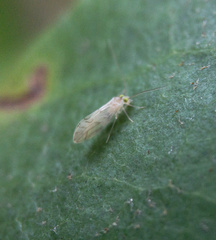 Paracaeciliidae