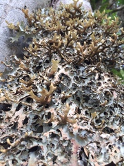 Pseudocyphellaria carpoloma