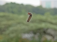 Orvasca subnotata
