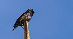Sturnus vulgaris