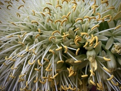 Agave infiernilloensis
