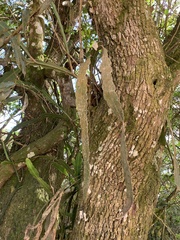Epiphyllum phyllanthus