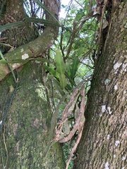 Epiphyllum phyllanthus