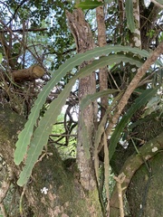 Epiphyllum phyllanthus