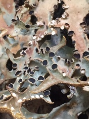 Pseudocyphellaria carpoloma