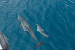 Stenella longirostris