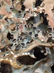 Pseudocyphellaria carpoloma