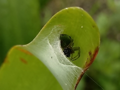 Bijoaraneus mitificus