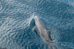 Stenella longirostris