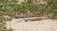 Ctenosaura macrolopha