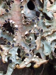 Pseudocyphellaria carpoloma