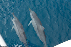 Stenella longirostris