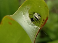 Bijoaraneus mitificus