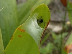Bijoaraneus mitificus
