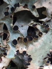 Pseudocyphellaria carpoloma