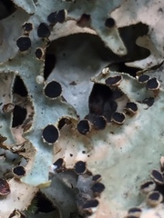 Pseudocyphellaria carpoloma