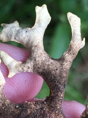 Pseudocyphellaria carpoloma