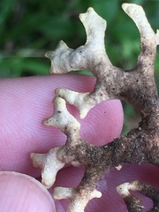 Pseudocyphellaria carpoloma