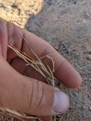 Bouteloua barbata