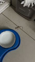 Hemidactylus mabouia