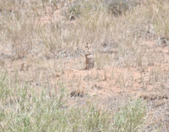 Cynomys gunnisoni