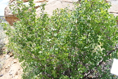 Amelanchier utahensis
