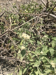 Alternanthera halimifolia