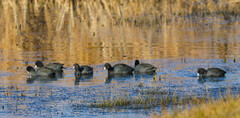 Fulica americana