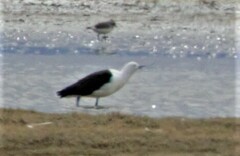 Recurvirostra andina