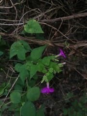 Mirabilis viscosa