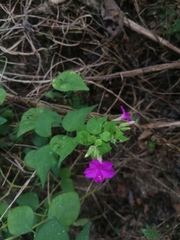 Mirabilis viscosa