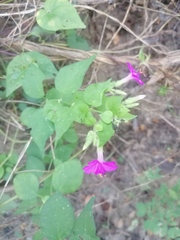 Mirabilis viscosa
