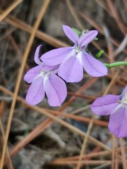 Lobelia reverchonii