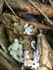 Ceratiomyxa fruticulosa