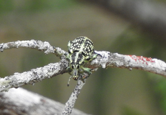 Chrysolopus spectabilis