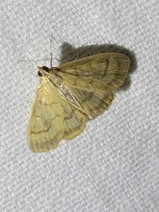 Crocidophora tuberculalis