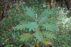 Bocconia frutescens