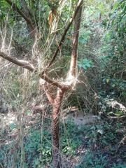 Bursera krusei
