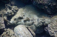 Cymbacephalus beauforti