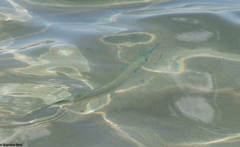 Tylosurus crocodilus