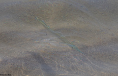 Tylosurus crocodilus