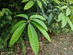 Alstonia