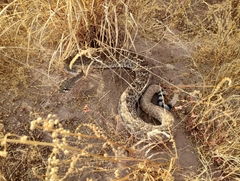 Crotalus ruber
