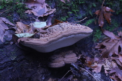 Ganoderma brownii